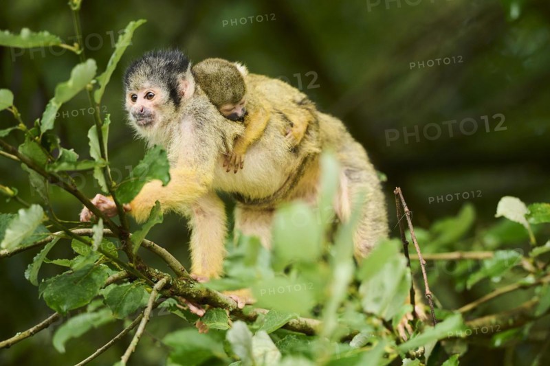 Common squirrel monkey (Saimiri sciureus) mother with her youngster, captive, distribution South America