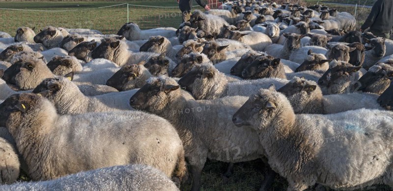 Black-headed domestic sheep (Ovis gmelini aries) penned for loading on the pasture in the early morning, Mecklenburg-Vorpommern, Germany, Europe