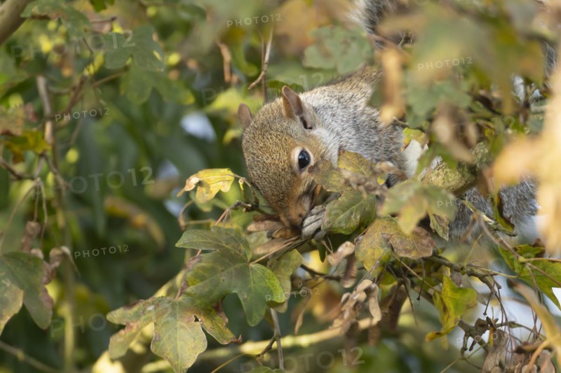 Grey squirrel (Sciurus carolinensis) adult animal feeding in a Field maple tree, England, United Kingdom, Europe