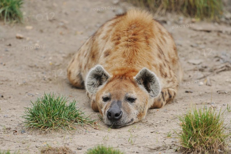 Spotted hyena or spotted hyena (Crocuta crocuta), captive, occurring in Africa