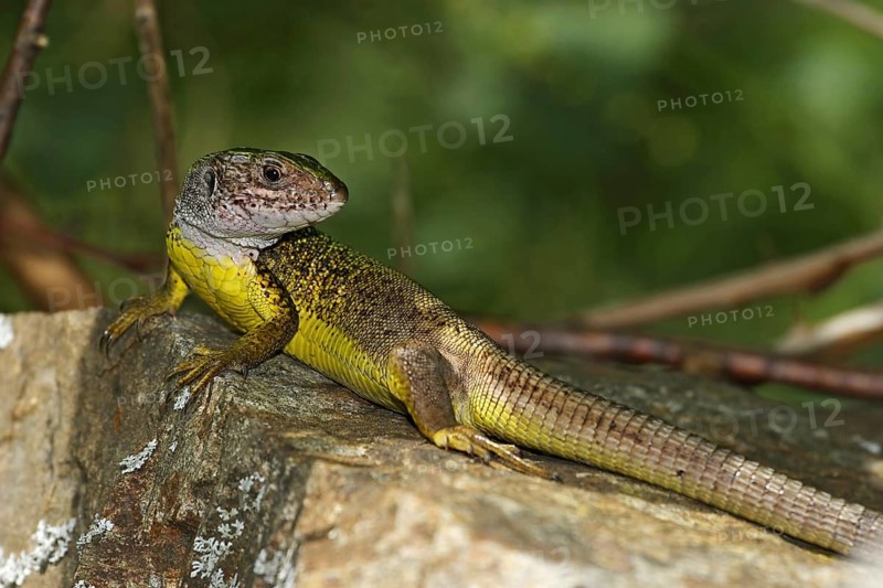 Green lizard, Lacerta viridis, European green lizard