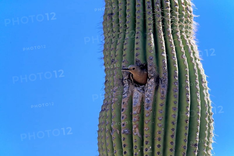 Gila woodpecker (Melanerpes uropygialis), adult, female, looking out of breeding cavity, Saguaro cactus, Sonora Desert, Arizona, North America, USA, North America