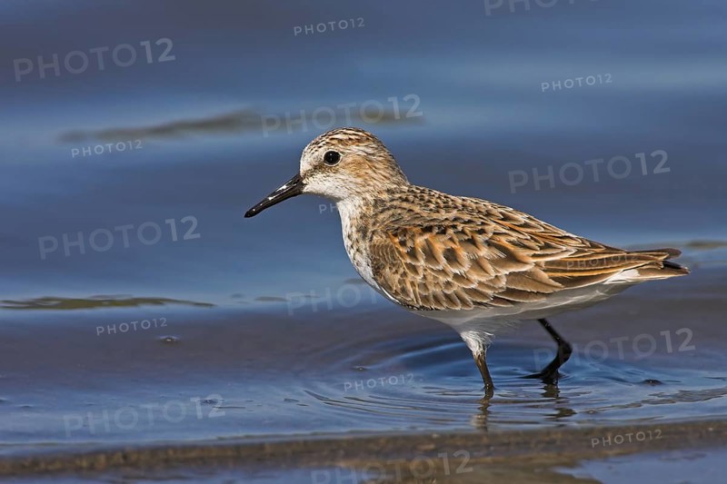 Little stint (Calidris minuta), Bécasseau minute, Correlimos Menudo, Kalloni Salt Pans, Lesvos, Greece, Europe