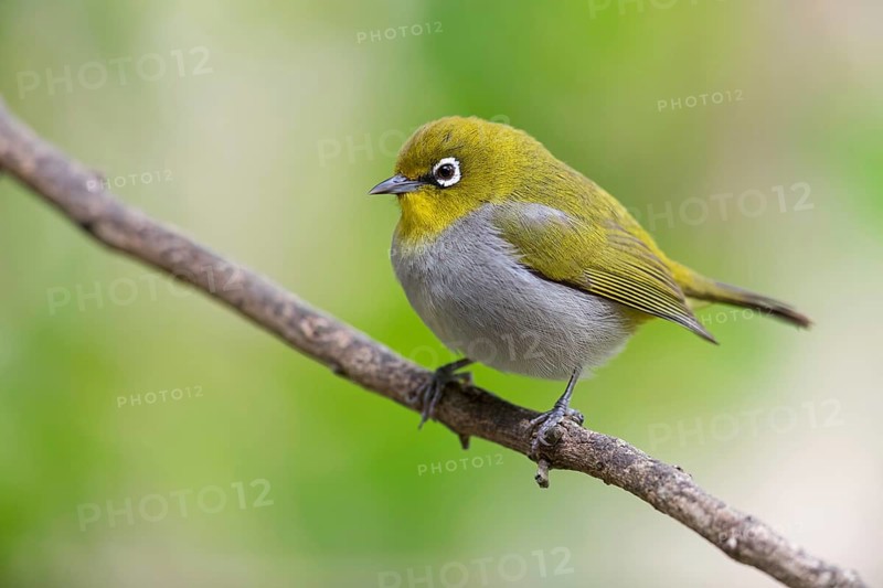 Cape white-eye (Zosterops virens), Garden Route National Park, Wilderness Section, Wilderness, Western Cape, South Africa, Africa