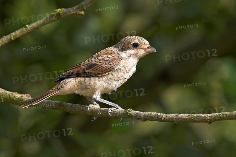 Red-backed shrike, red-backed shrike, thorn-backed shrike, family of shrikes, (Lanius collurio), female, Nahe valley, Hockenheim, Baden-Württemberg, Germany, Europe