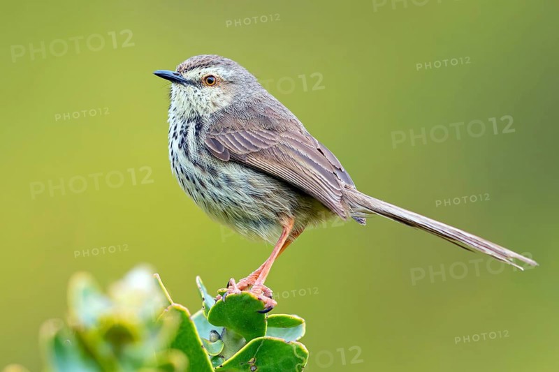 Spotted Prinia, (Prinia maculosa), Harold Porter National Botanical, Betty's Bay, Western Cape, South Africa, Africa