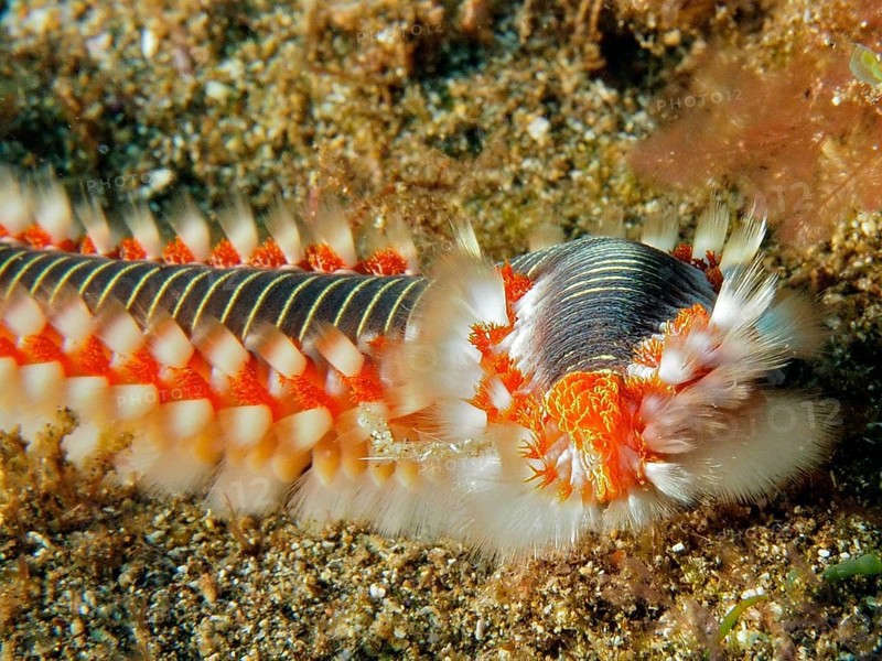 Close-up of a fire bristle worm (Hermodice carunculata) on the seabed. Colourful bristles and the detailed structure can be seen. Dive site El Cabron Marine Reserve, Arinaga, Gran Canaria, Spain, Atlantic Ocean, Europe