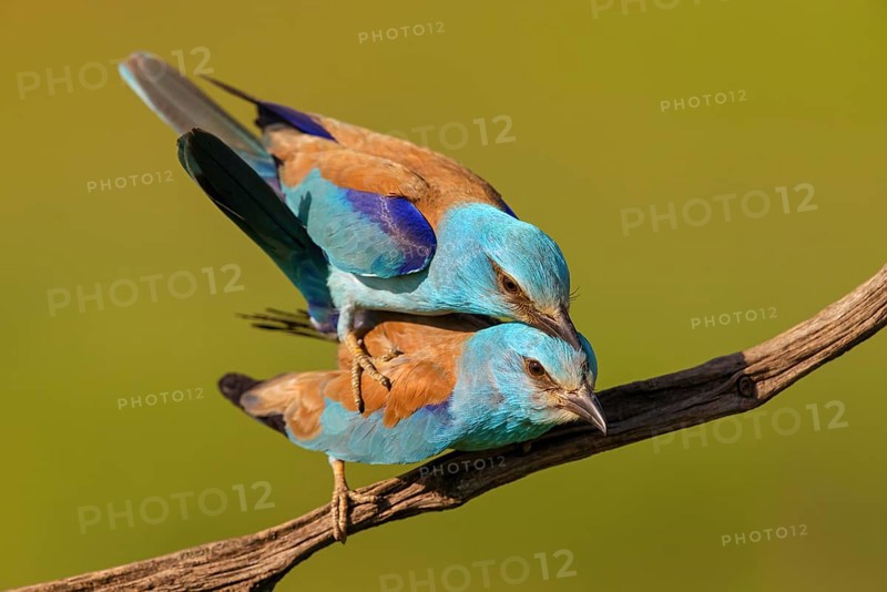European roller (Coracias garrulus), on perch, Tower Hide, Tiszaalpar, Kiskunsagi National Park, Bacs-Kiskun, Hungary, Europe