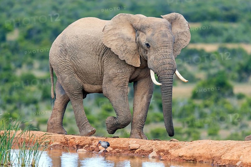 African elephant, (Loxodonta african), Addo Elephant National Park, Addo Camp, Western Cape, South Africa, Africa