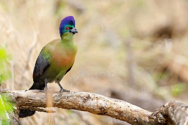 Purple-crested Turaco, Violet-crested Turaco, (Gallirex porphyreolophus), Musophaga porphyreolopha, Tauraco porphyreolophus, Turaco crestimorado, Mkuze Game Reserve, Mkuze, KwaZulu-Natal, South Africa, Africa