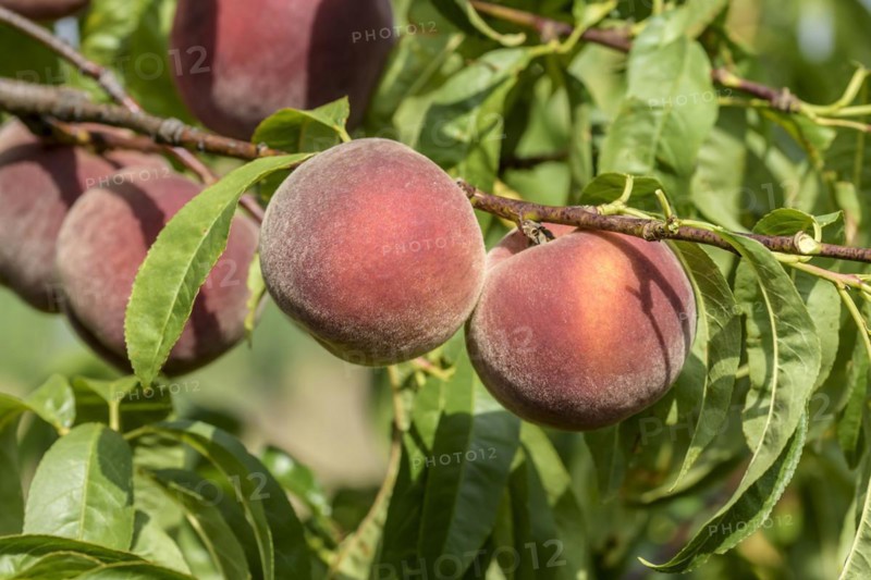 Peach (Prunus persica 'Spring Lady'), Baum- und Rebschule Schreiber KG, Poysdorf, Lower Austria, Austria, Europe