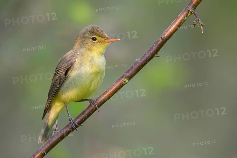 Yellow Warbler, Icterine Warbler, Hippolais icterina, Hypolaïs ictérine, Zarcero Icterino, Worms district, Worms, Rhineland-Palatinate, Germany, Europe