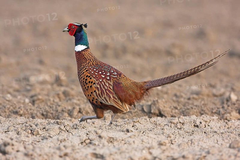Pheasant (Phasianus colchicus), Faisan de Colchide, Faisan de chasse, Faisan Vulgar, Tiszaalpar, Kiskunsagi National Park, Bacs-Kiskun, Hungary, Europe