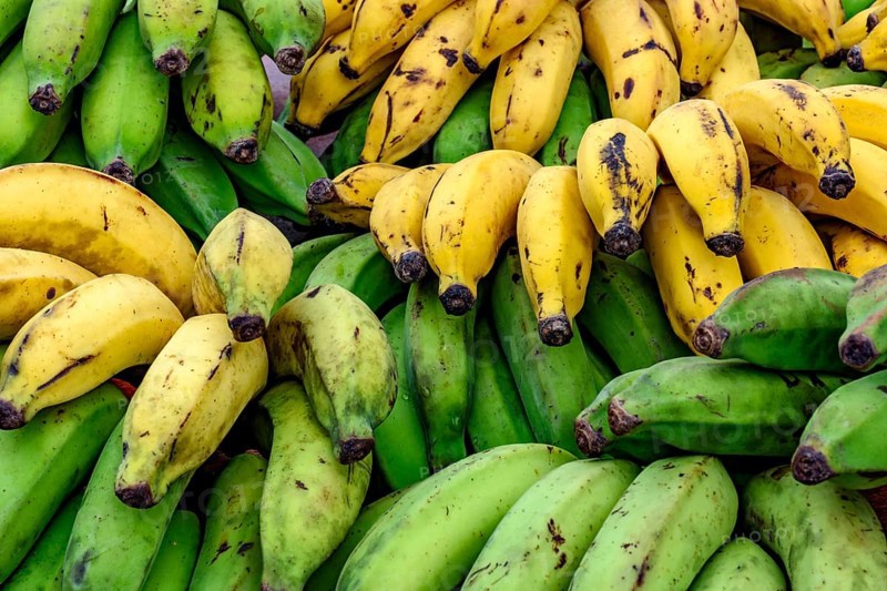 Organic bananas free of pesticides or chemicals displayed for sale, Ilhabela, Sao Paulo, Brazil, South America