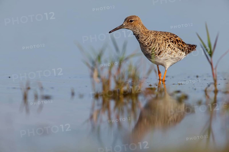 Ruff (Philomachus pugnax), female, Narew, Bialystok, Podlasie, Poland, Europe