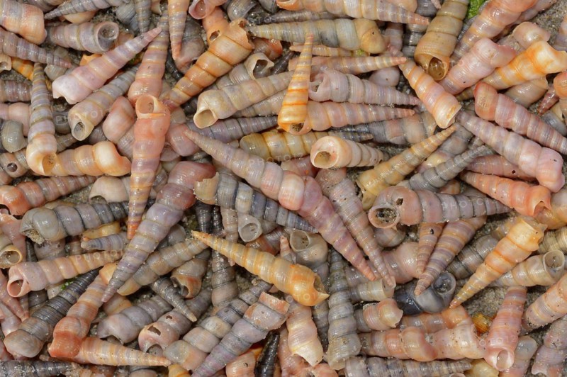 Common tower snail (Turritella communis) empty shells on the beach, Camargue, Provence, southern France