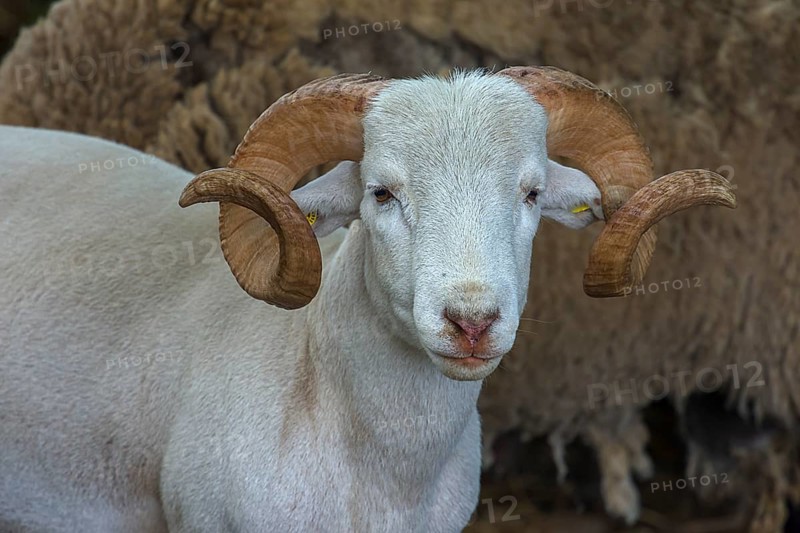 Portrait of a horned, white Moorschnucke (Ovis aries), shorn, Mecklenburg-Vorpommern, Germany, Europe