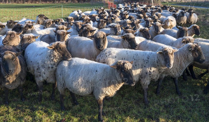 Black-headed domestic sheep (Ovis gmelini aries) penned for loading on the pasture in the early morning, Mecklenburg-Vorpommern, Germany, Europe