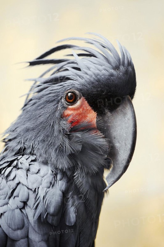 Palm cockatoo (Probosciger aterrimus), portrait, captive, occurring in Australia and New Guinea