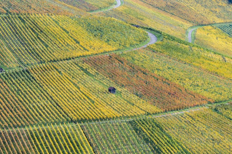 Vineyards in autumn, Rotenberg, Stuttgart, Baden-Württemberg, Germany, Europe