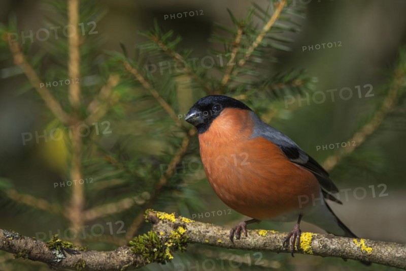 Eurasian bullfinch (Pyrrhula pyrrhula) male on a branch overgrown with moss and lichen, Baden-Württemberg, Germany, Europe
