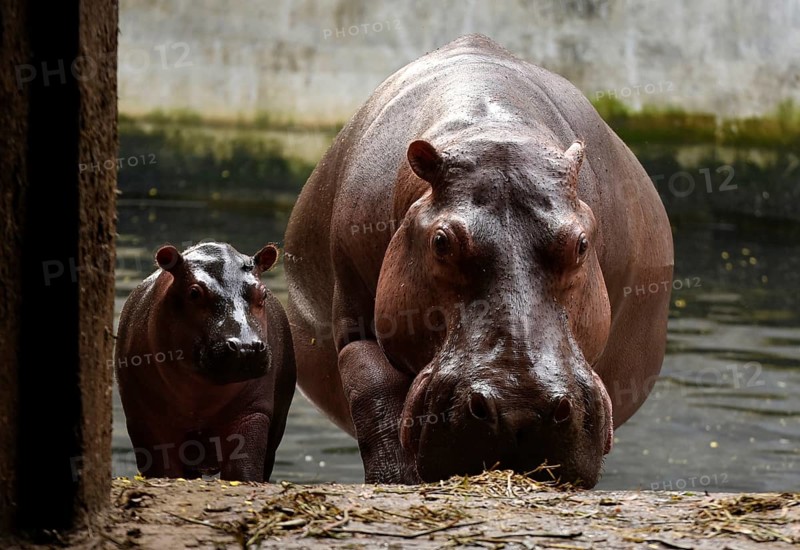 A Hippopotamus with her new born baby inside an enclosure at Assam State Zoo in Guwahati, Assam, India on 21 Nov. 2020