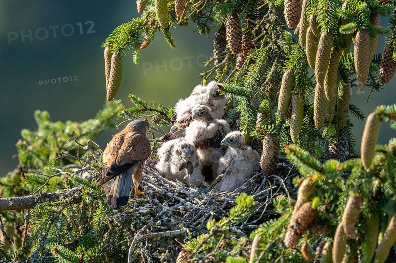 Common kestrel (Falco tinnunculus), male adult bird feeding young birds not yet able to fly in the nest, Rhineland-Palatinate, Germany, Europe