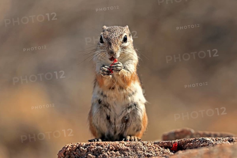 Antelope gopher, (Ammospermophilus harrisii), adult, on tree, foraging, Sonoran Desert, Arizona, North America, USA, North America