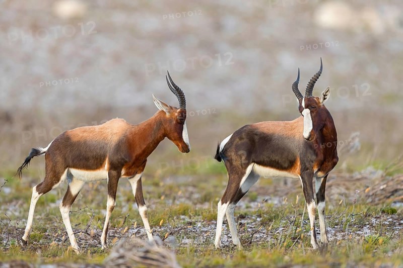 Bontebok, (Damaliscus pygargus), antelope, two antelopes, Table Mountain National Park Cape of Good Hope Nature Reserve, Cape Town, Western Cape, South Africa, Africa