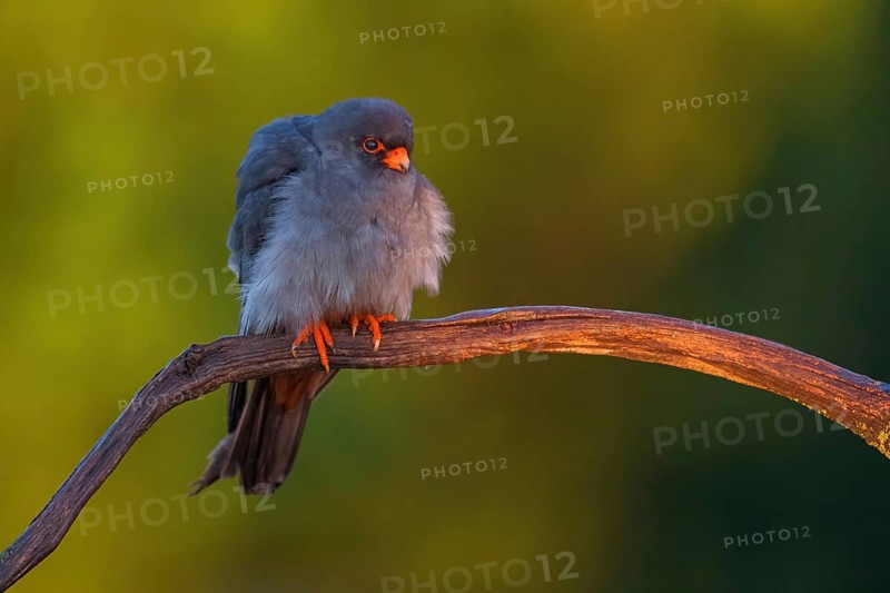 Red-footed Falcon, (Falco vespertinu), perching station, falcon family, Tower Hide, Tiszaalpar, Kiskunsagi National Park, Bacs-Kiskun, Hungary, Europe