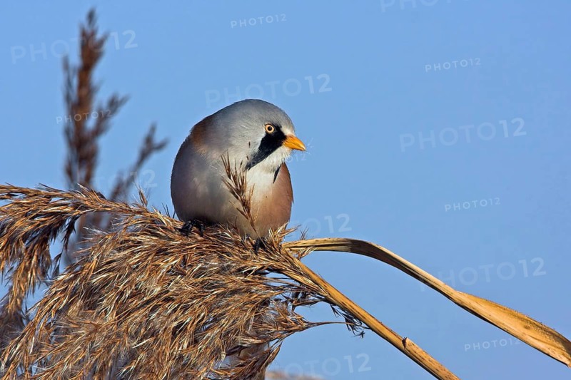 Bearded reedling (Panurus biarmicus), Offstein sewage ponds, Rhineland-Palatinate, Federal Republic of Germany