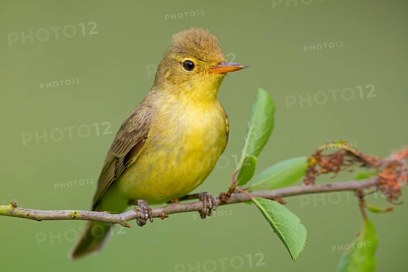 Icterine warbler (Hippolais icterina), Hypolaïs ictérine, Zarcero Icterino, Worms, Rhineland-Palatinate, Germany, Europe