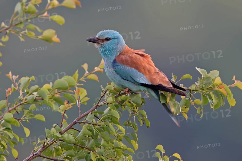 European roller (Coracias garrulus), on perch, Black Sea coast, Bulgaria, Europe