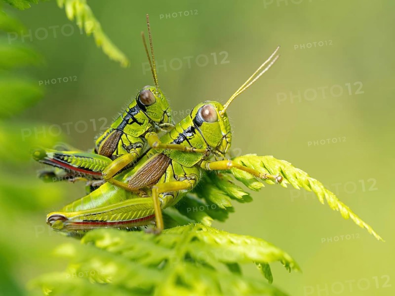 Green mountain grasshopper (Miramella alpina), Grasshopper, Green Mountain Grasshopper, grasshopper, insect, insects, close-up, Black Forest, Feldberg region, Baden-Württemberg, Federal Republic of Germany