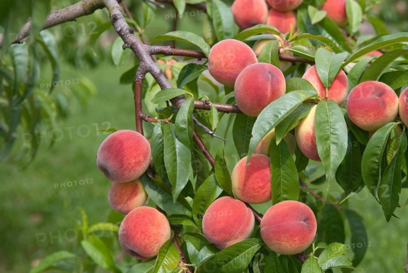 Peaches (Prunus persica 'Sun Haven'), Bundessorteamt, Marquardt testing centre, Brandenburg, Germany, Europe