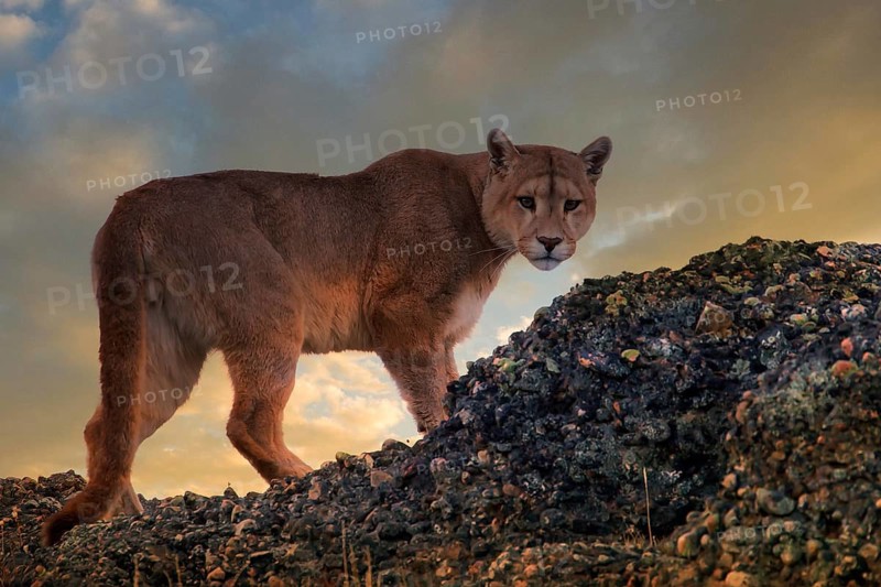 Female Cougar foraging, South America, Chile, Torres del Peine NP, Felis concolar patagonia, Torres del Paine NP, South America