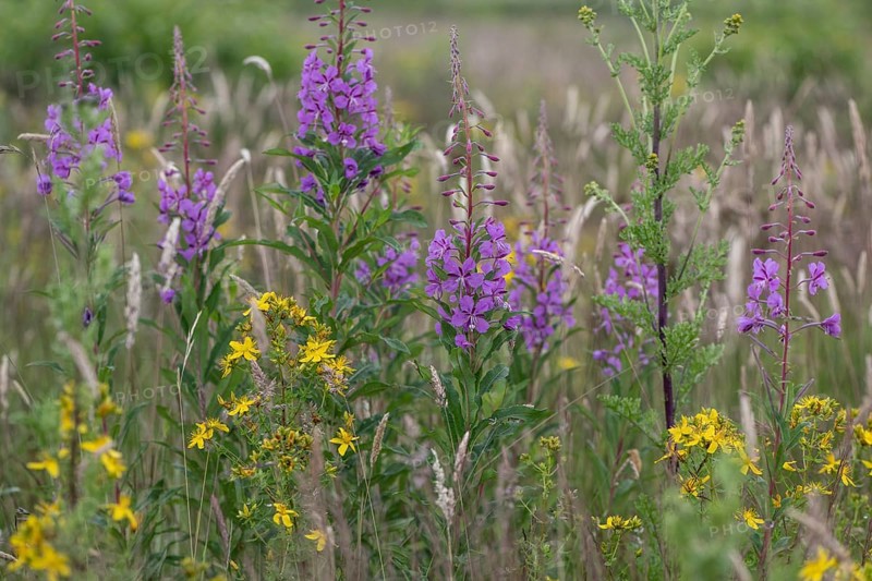 Willowherb (Epilobium angustifolium) and St John's Wort (Hypericum perforatum) between grasses by the roadside, Emsland, Lower Saxony, Germany, Europe