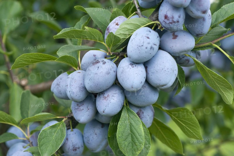 House plum (Prunus domestica 'Bühler Frühzwetsche'), Bundessortenamt, Marquardt testing centre, Brandenburg, Germany, Europe