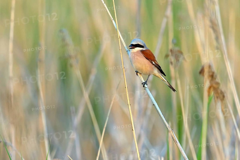 Red-backed shrike, red-backed shrike, thorn-backed shrike, family of shrikes, (Lanius collurio), male, Hockenheim, Baden-Württemberg, Germany, Europe