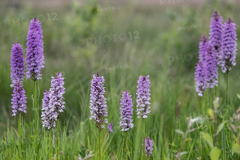 Southern marsh orchid (Dactylorhiza praetermissa), Emsland, Lower Saxony, Germany, Europe
