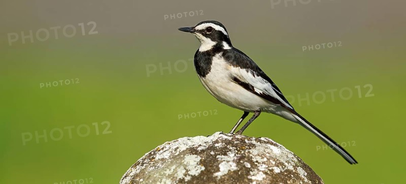 African Pied Wagtail, (Motacilla aguimp), Bergeronnette pie, Lavandera Africana, family of wagtails and pipits, iSimangaliso Wetland Park, St Lucia, KwaZulu-Natal, South Africa, Africa