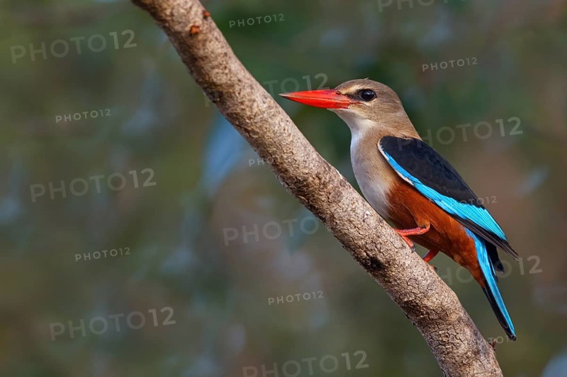 Grey-headed Kingfisher, Grey-headed Kingfisher, Tendaba camp Tendaba photo hid, Kwinella, South Bank, Gambia, Africa
