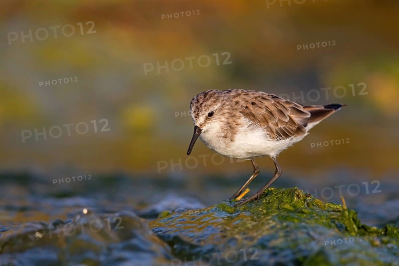 Little stint (Calidris minuta), Bécasseau minute, Correlimos Menudo, Kalloni Salt Pans, Lesvos, Greece, Europe