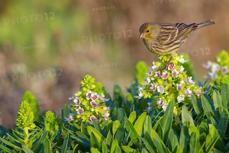 Atlantic canary (Serinus canaria), finch family, Lanzarote, Canary Islands, Spain, Europe