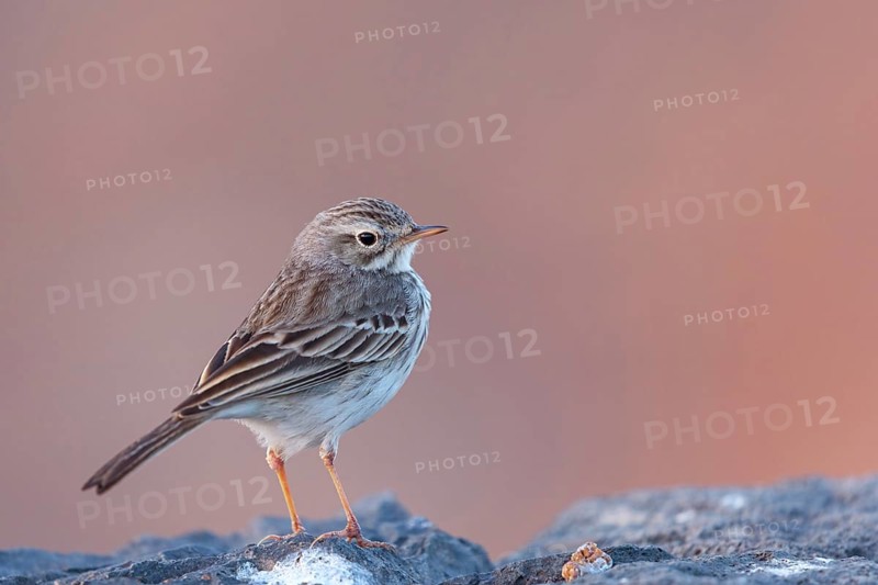 Canary Island pipit, (Anthus bertheloti) Songbird, family of stilts and pipits, Fuerteventura, Canary Islands, Spain, Europe