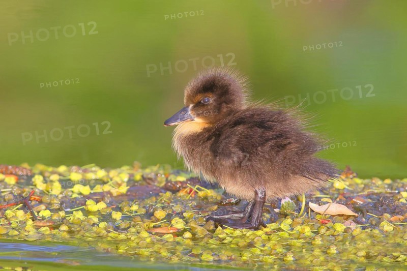 Mallard (Anas platyrhynchos), duckling standing on a pond, Rosensteinpark, Stuttgart, Baden-Württemberg, Germany, Europe