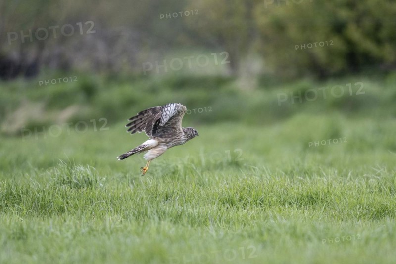 Hen harrier (Circus cyaneus), Emsland, Lower Saxony, Germany, Europe