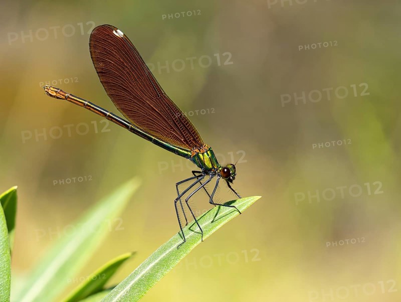 Dragonfly, Dragonfly, Dragonfly, Greece, Lesbos Island, (Crocothemis erythraea), Lesbos, Lesbos Island, Greece, Europe