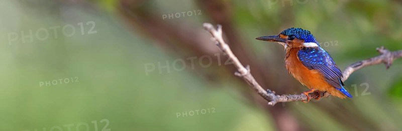 Crested Kingfisher, Corythohrnis cristatus, (Alcedo cristata), Kingfisher family, Malachite Kingfisher, Janjabureh boat trip, Janjabureh, South Bank, Gambia, Africa
