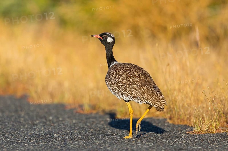 Black bustard (Afrotis afra), Afrotis atra, Eupodotis afra, Black Bustard, Southern Black Korhaan, West Coast National Park, Langebaan, Western Cape, South Africa, Africa